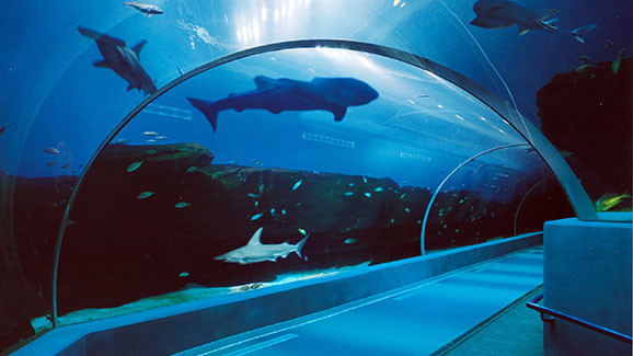 Điểm danh địa điểm du lịch tham quan nổi tiếng ở Atlanta Hoa Kỳ Ga-Aquarium-2-main-578x325