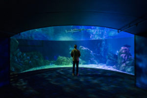 A person stands in front of an aquarium exhibit, gazing at a shark
